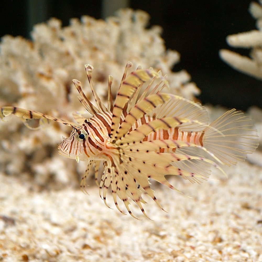 Pterois lunulata